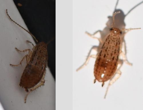Ectobius pallidus